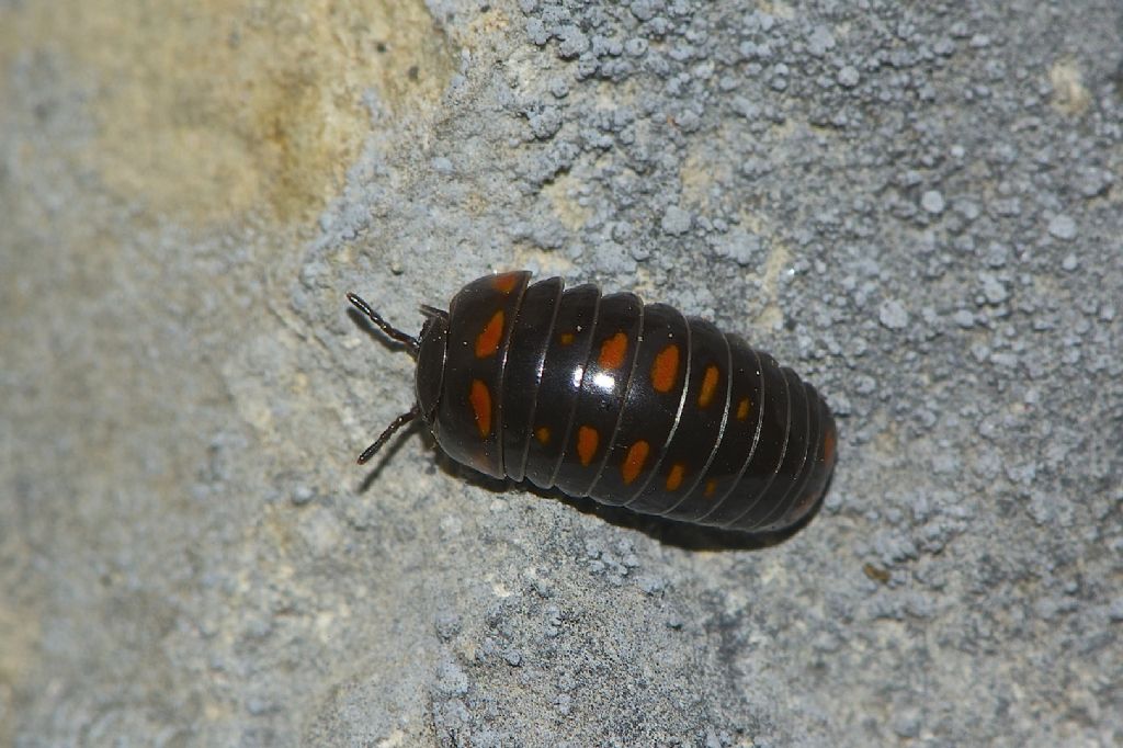 Glomeris pustulata,  Iseo (BS)